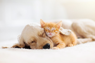 Pet